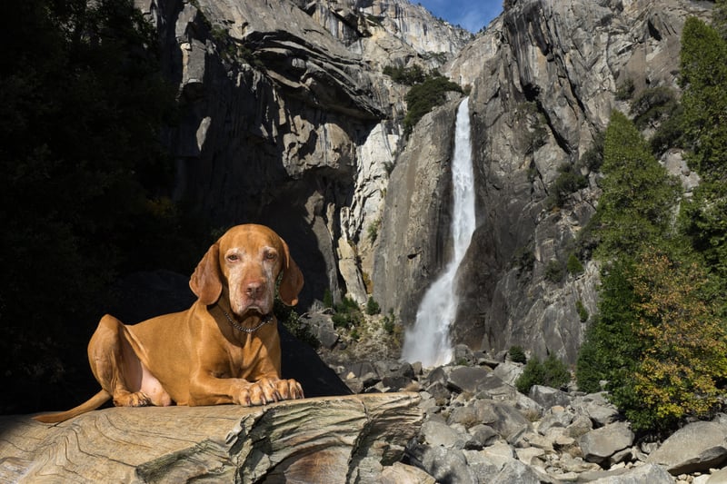 Dog at Lower Yosemite Falls