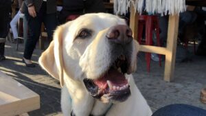 yellow lab sits beside picnic table