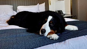 Bernese mountain dog lays on hotel bed