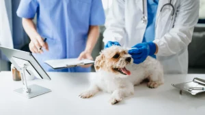Image from Keep your dog healthy in California: vaccinations, flea medications, and heartworm prevention on DogTrekker