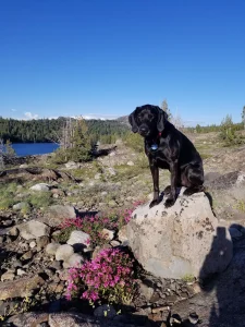 Lodgepole Campground