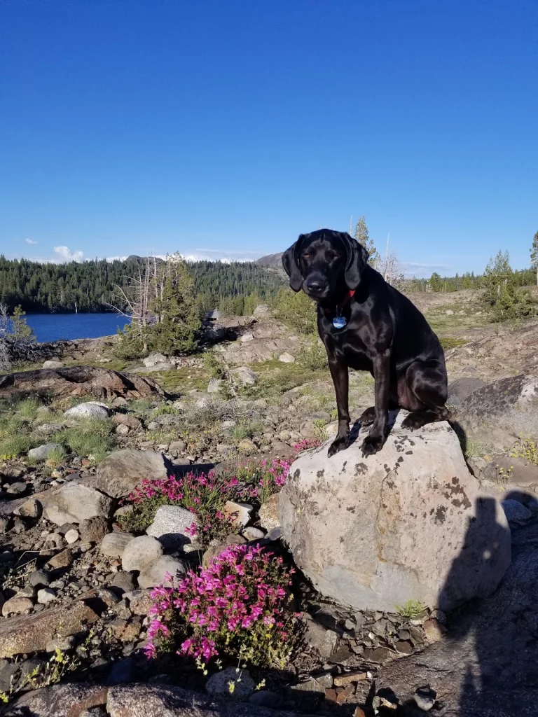 Lodgepole Campground