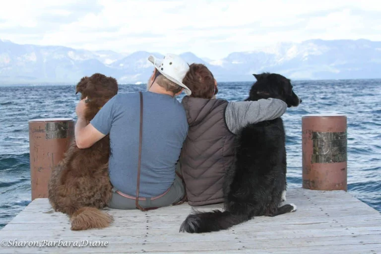 Image from Lake Tahoe's best-in-show dog camp on DogTrekker