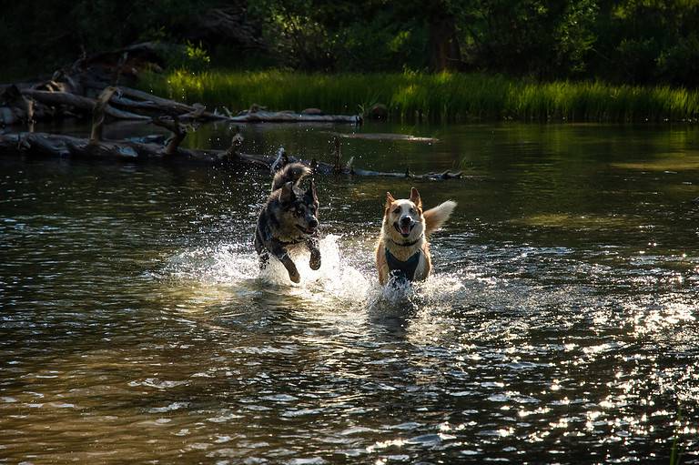 a couple of dogs are playing in the water.