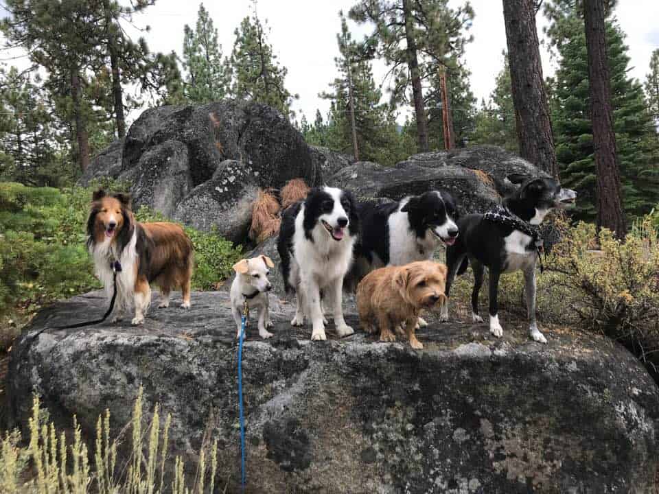 a group of dogs standing on top of a rock.