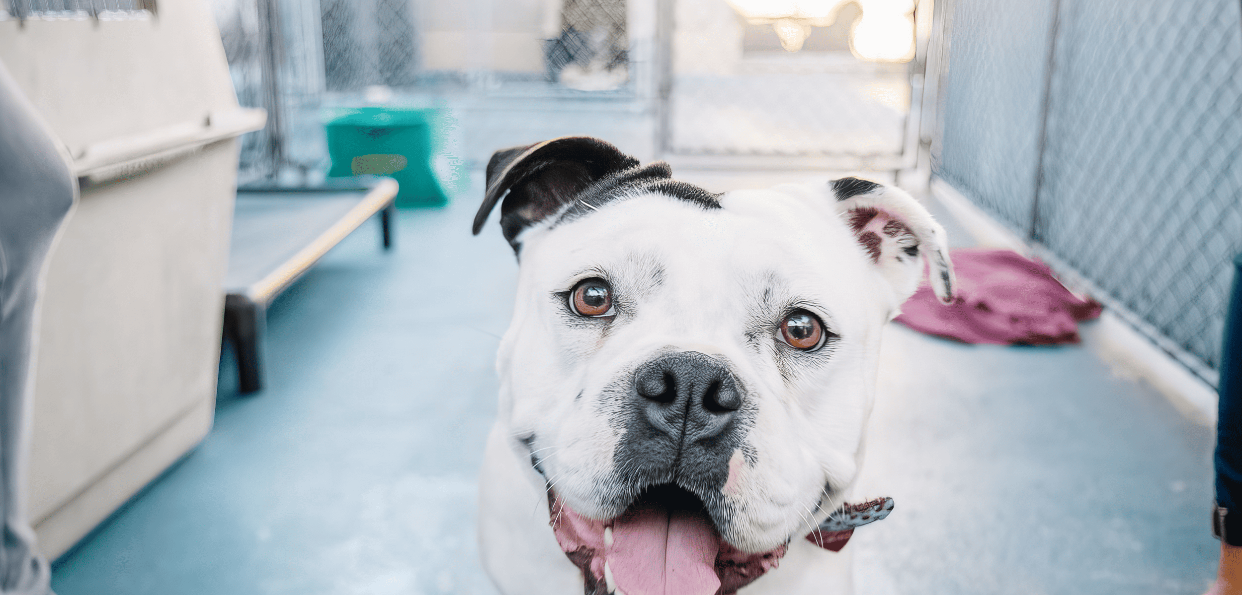 a close up of a dog on a leash.