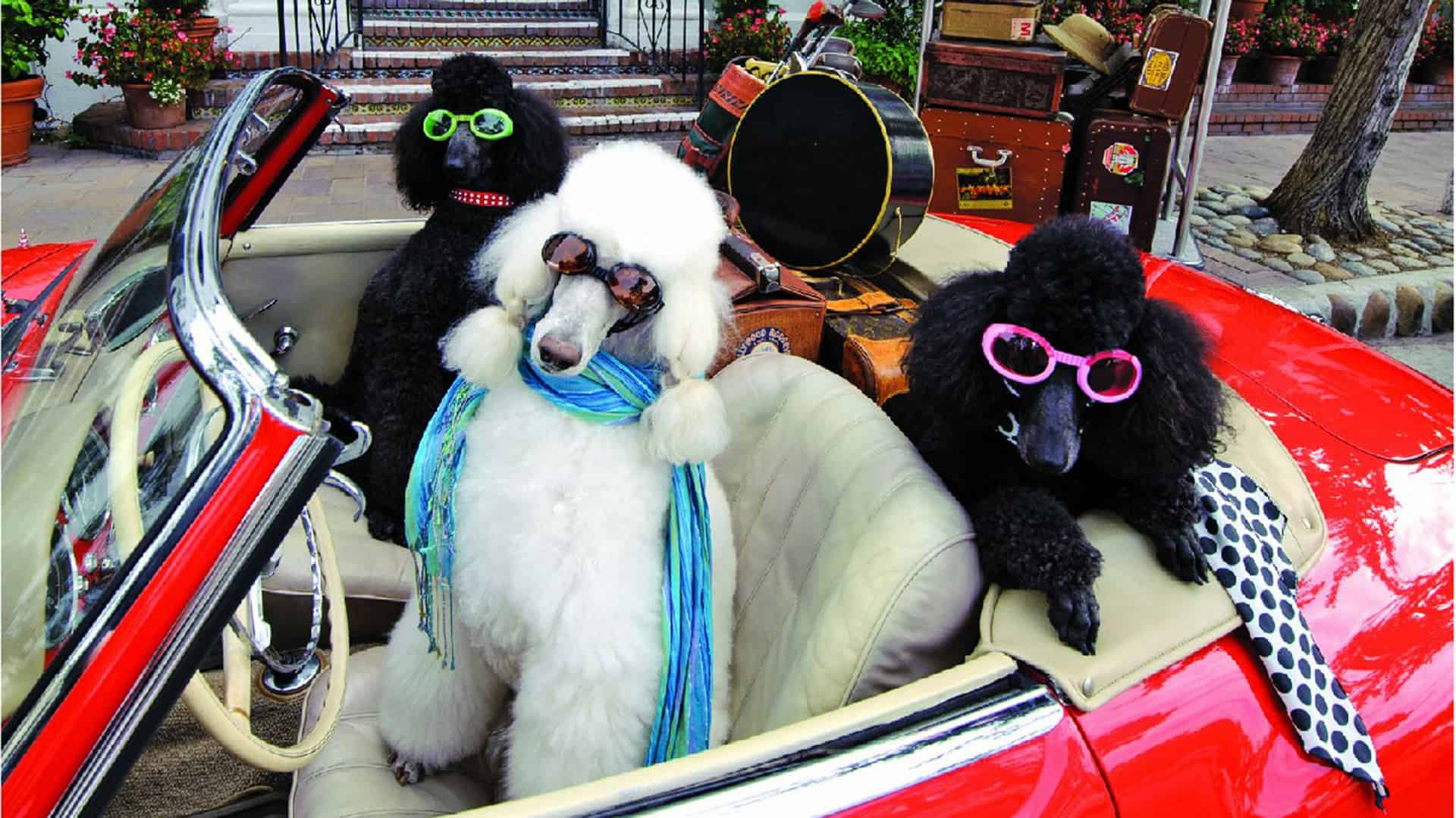 a group of poodles sitting in the back of a car.