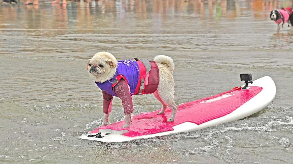 a small dog wearing a life jacket standing on a surfboard.