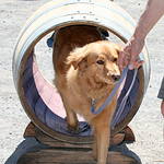 a brown dog standing inside of a wooden barrel.