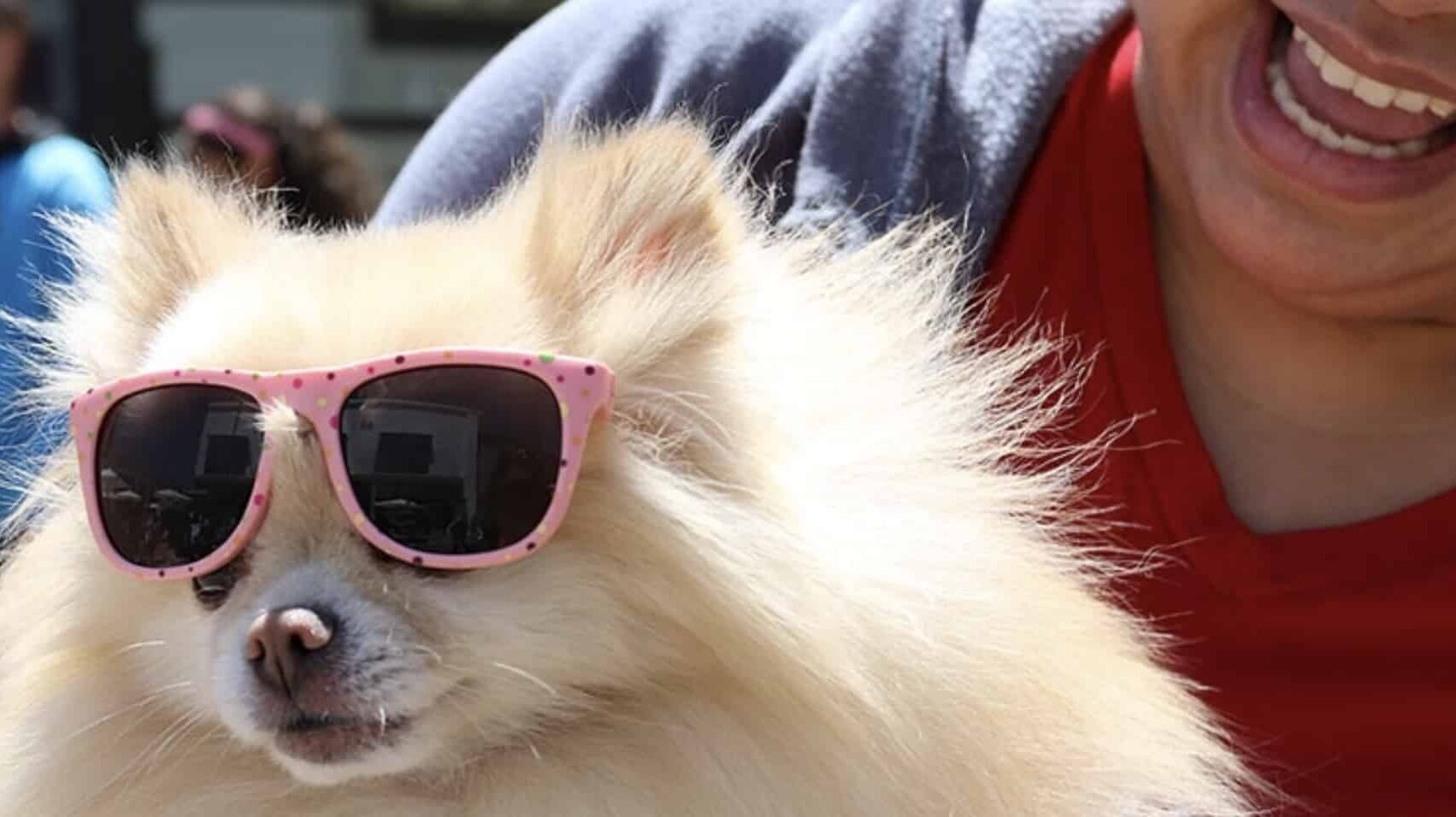 Fluffy white dog with sunglasses