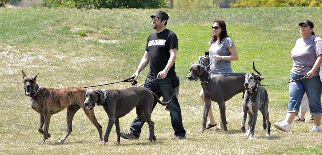 a group of people walking dogs on a leash.