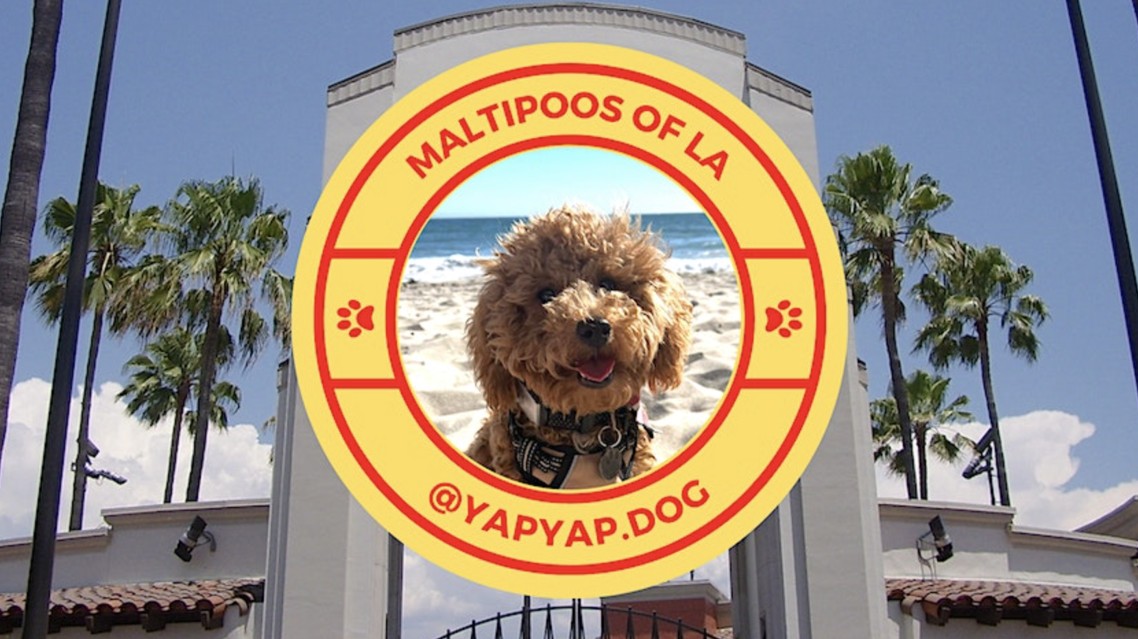 Image of a maltipoo with the words "Maltipoos of LA and @yapyap.dog