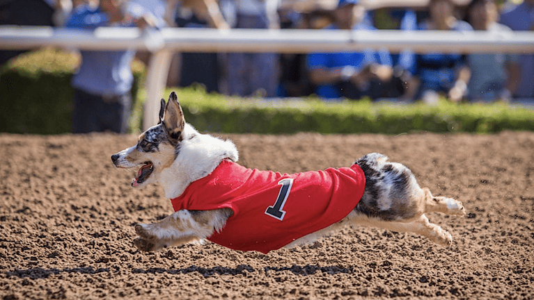 corgi running on racetrack