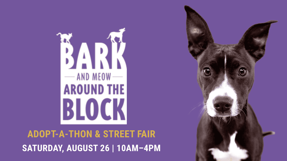 A dog, featured in Bark and Meow Around the Block, stands in front of a purple backdrop.
