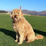 A couple of dogs sitting on top of a lush green field with the Golden Gate Bridge behind them.