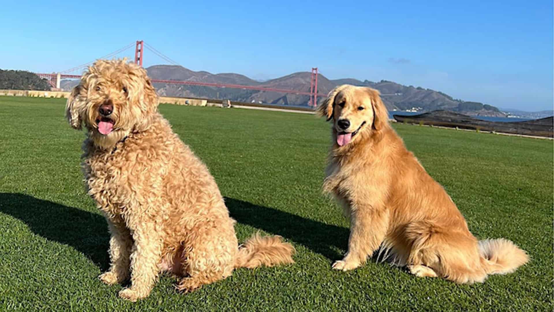 A couple of dogs sitting on top of a lush green field with the Golden Gate Bridge behind them.