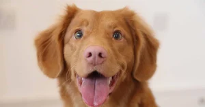 Sacramento SPCA Virtual Estate Planning Webinar