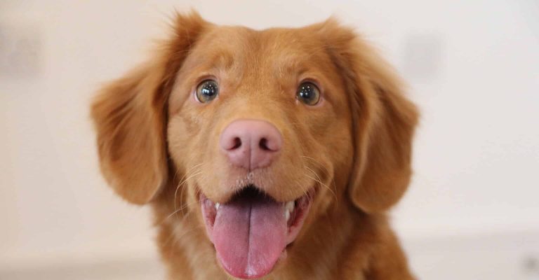 a close up of a dog with its mouth open.