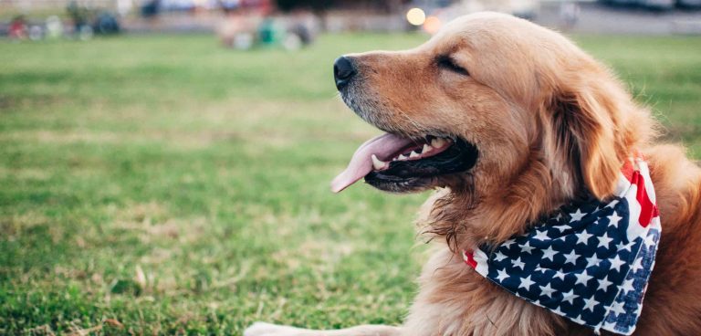 A vibrant dog park bathed in sunlight features abundant greenery with mature trees, offering ample shade for leisurely outdoor activities. In the distance is a well-equipped playground that presents an additional activity area. An inviting picnic table spreads out nearby, ideal for enjoying meals al fresco or taking relaxing breaks from play. A neatly-placed trash bin aids in maintaining the park's cleanliness for everyone's enjoyment. Dominating the scene is a generously wide dirt path gracefully curving through the expanse of grass, promising exploratory walks and lively fetch games.