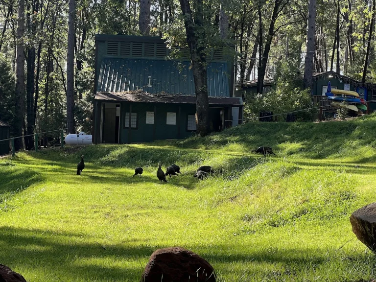 Paradise Pines RV resort, a dog-friendly campground in Magalia, California