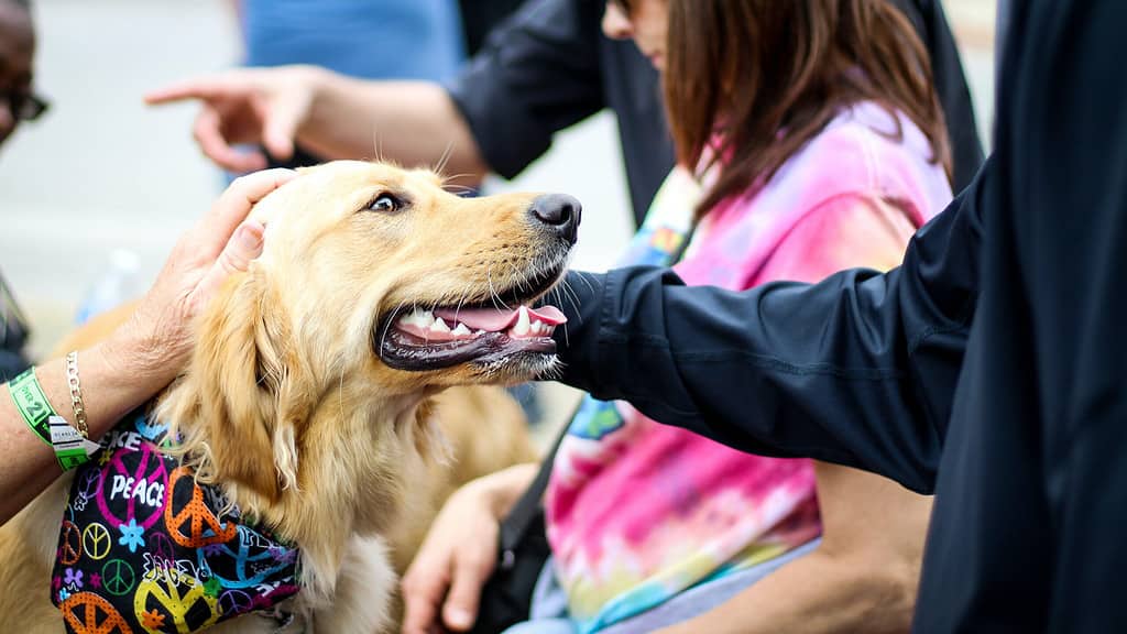 Dog-Friendly Events in the Bay Area, Summer 2023