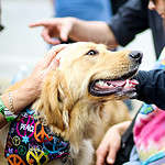 person petting a happy golden retriever dog.