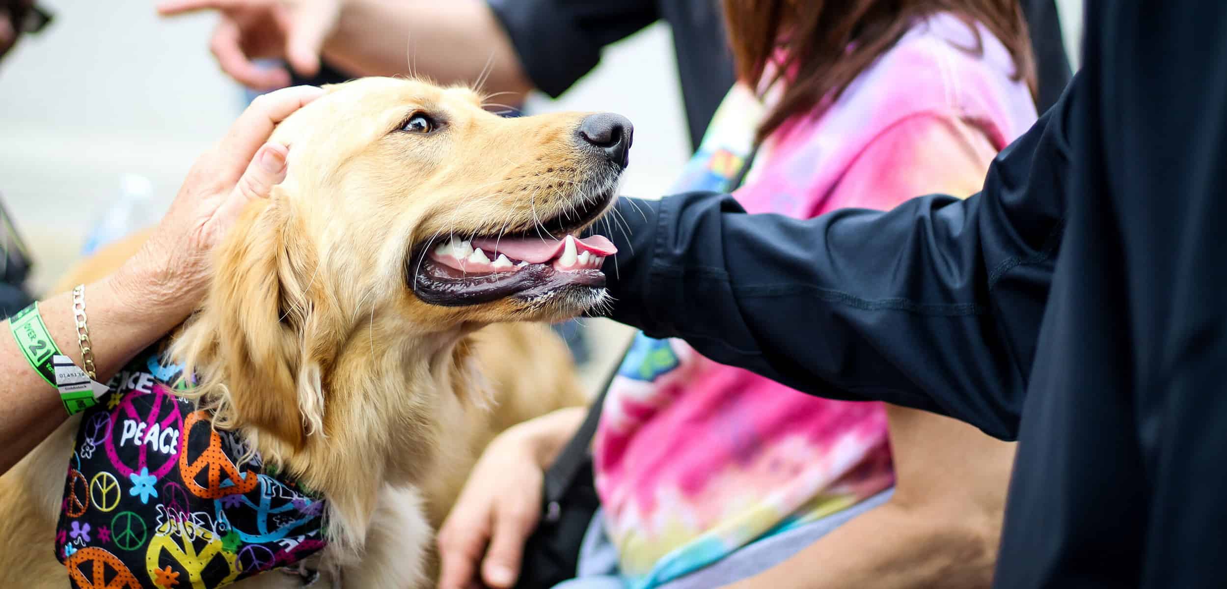 person petting a happy golden retriever dog.