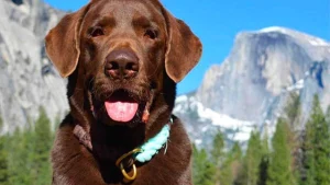 Duke at Yosemite.