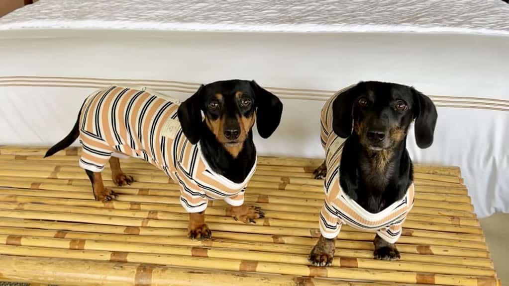 two dachshunds wearing pajamas at Little River Inn