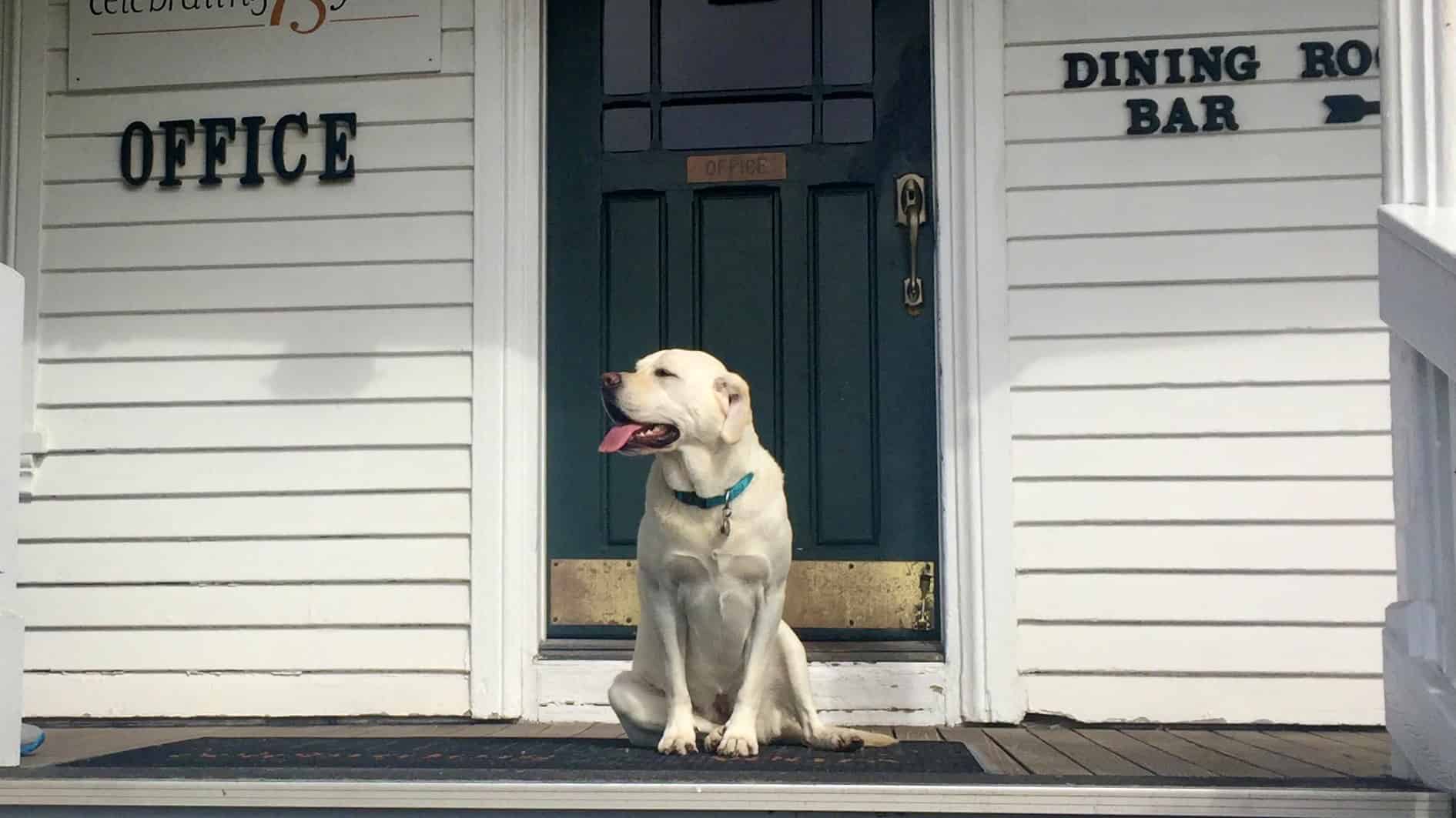 A yellow lab sitting on the steps at Little River Inn.
