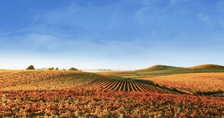 Visit Napa and Sonoma wineries from Vacaville, a dog-friendly road trip itinerary in California