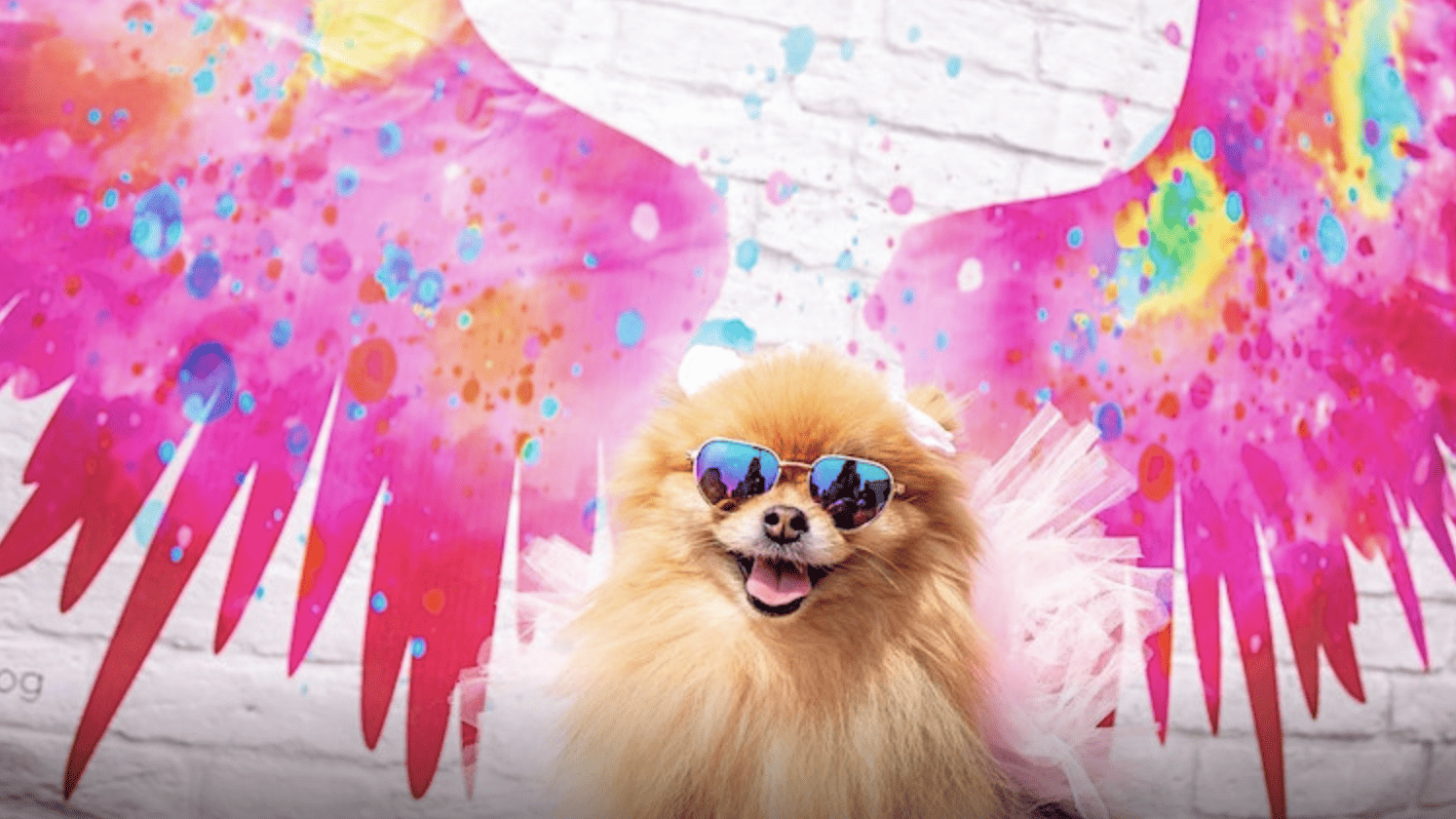 a small dog wearing sunglasses in front of a mural with wings painted on it.