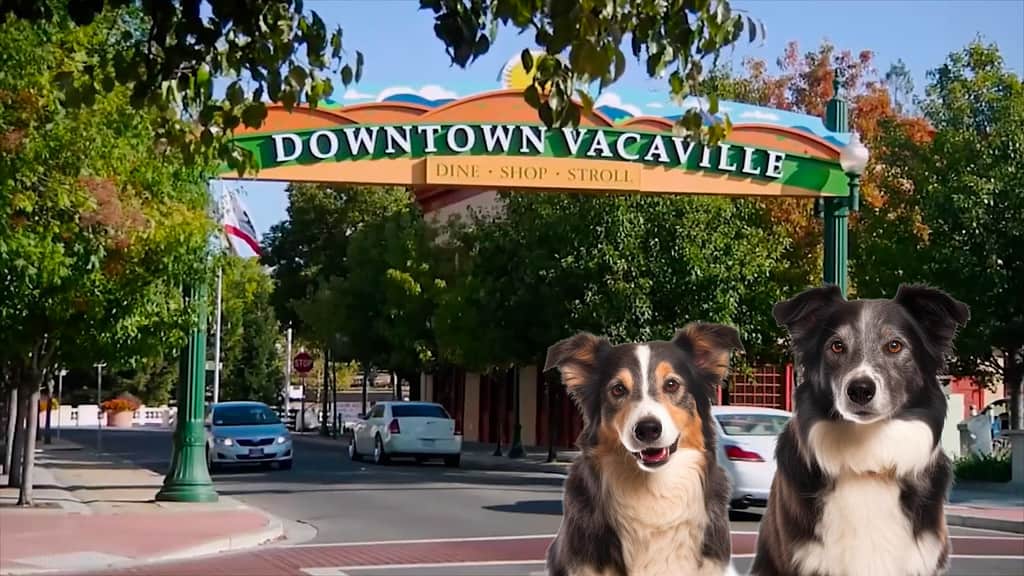 two dogs are standing in front of a downtown vacaville sign.
