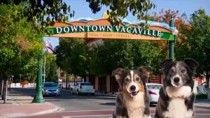 Image from A dog day in Vacaville on DogTrekker