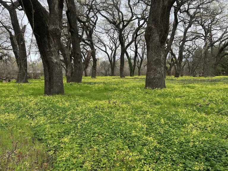 Gateway Oaks Trail — Google Places photo
