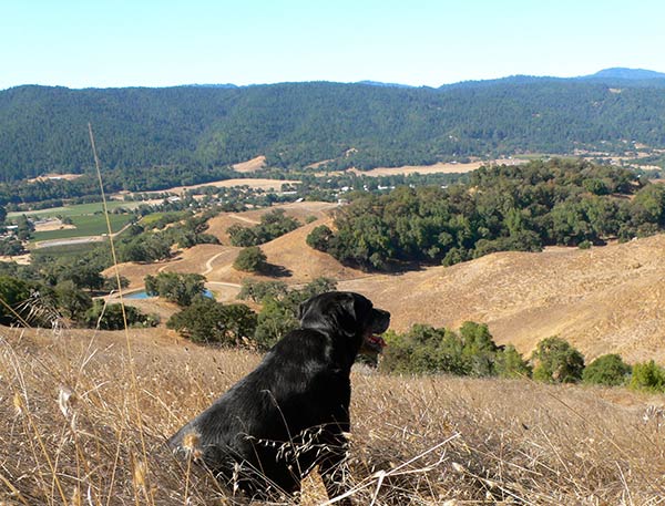 a black dog sitting on top of a dry grass field.