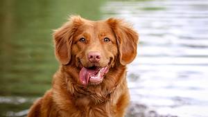 a brown dog sitting in front of a body of water.