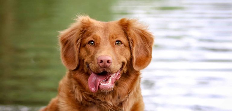 a brown dog sitting in front of a body of water.