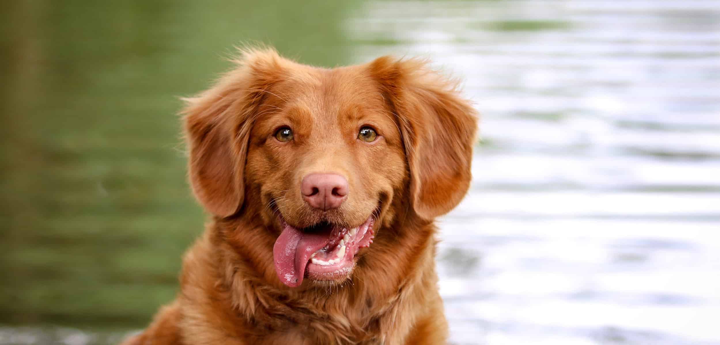 a brown dog sitting in front of a body of water.
