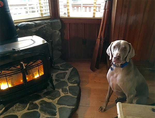 A dog enjoying a cozy fireside moment.