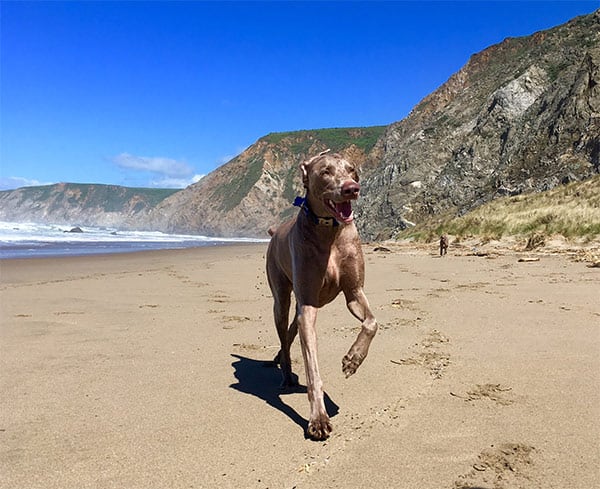 Diesel and Oliver's Seaside Adventure: a dog running on a beach.