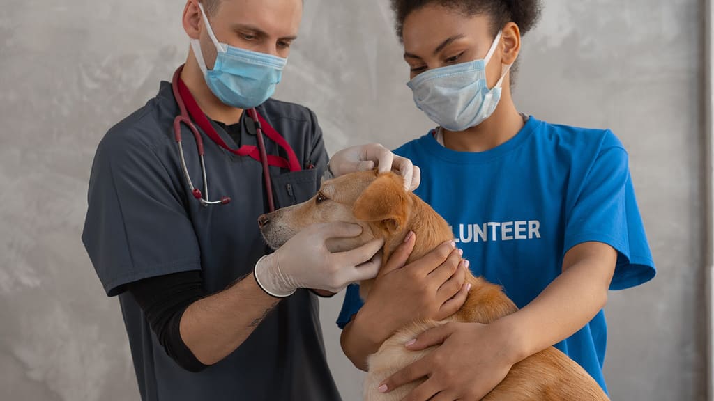 Veterinarian examining a dog's ear at the Free Vaccination & Microchip Clinic in Truckee while a volunteer holds the pet. - Dogtrekker