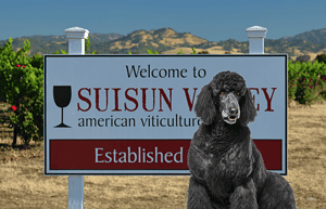 a black poodle sitting in front of a sign.