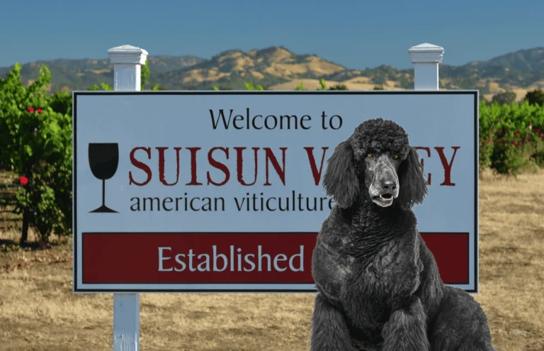 Image from Dog-friendly wineries near Vacaville on DogTrekker