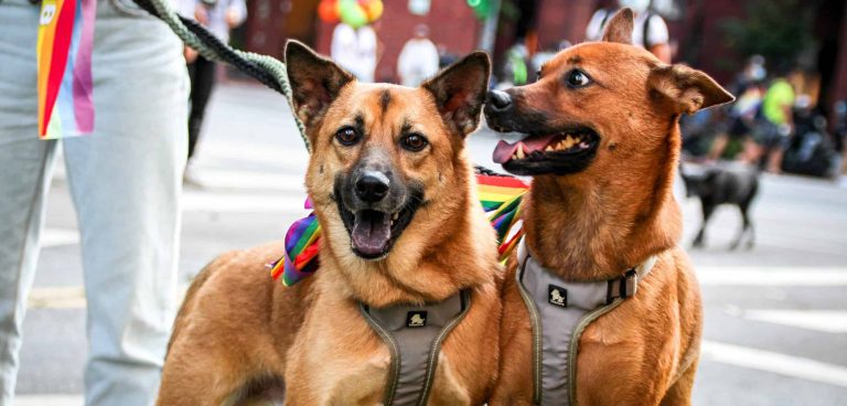 two dogs standing next to each other on a street with pride flags.