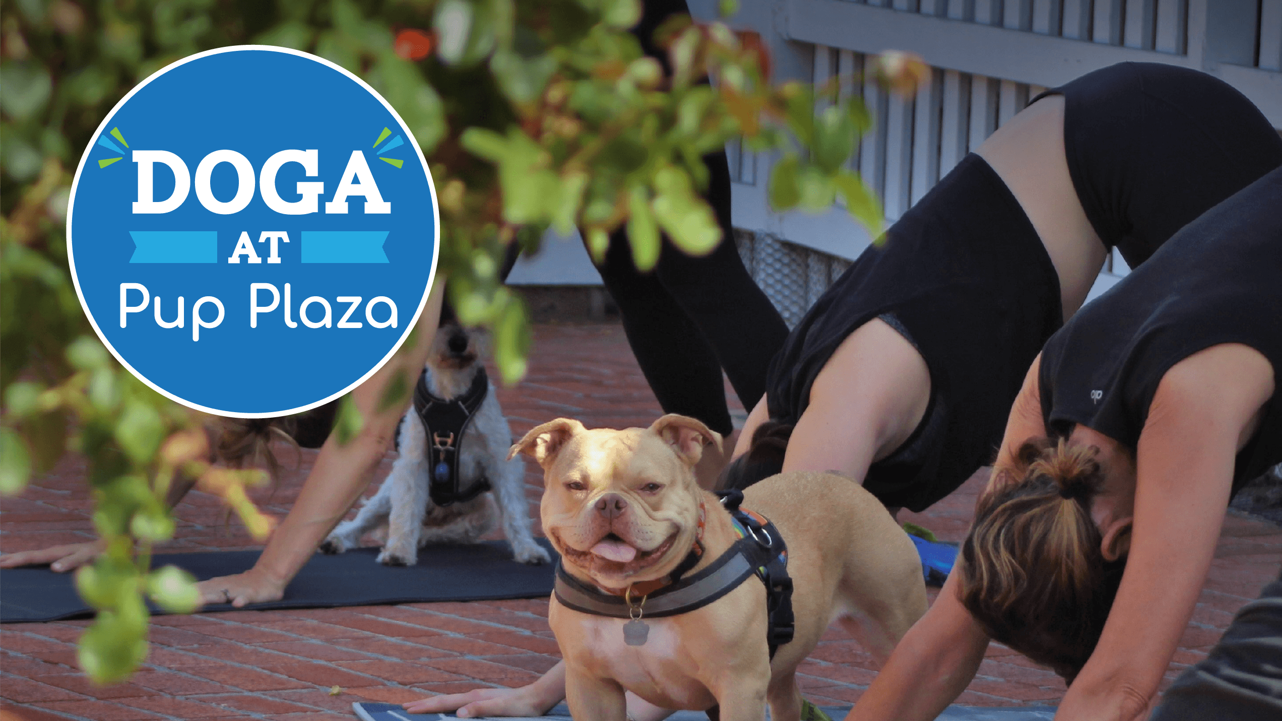 Doga at Pup Plaza