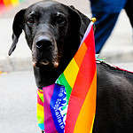 dog with pride flag