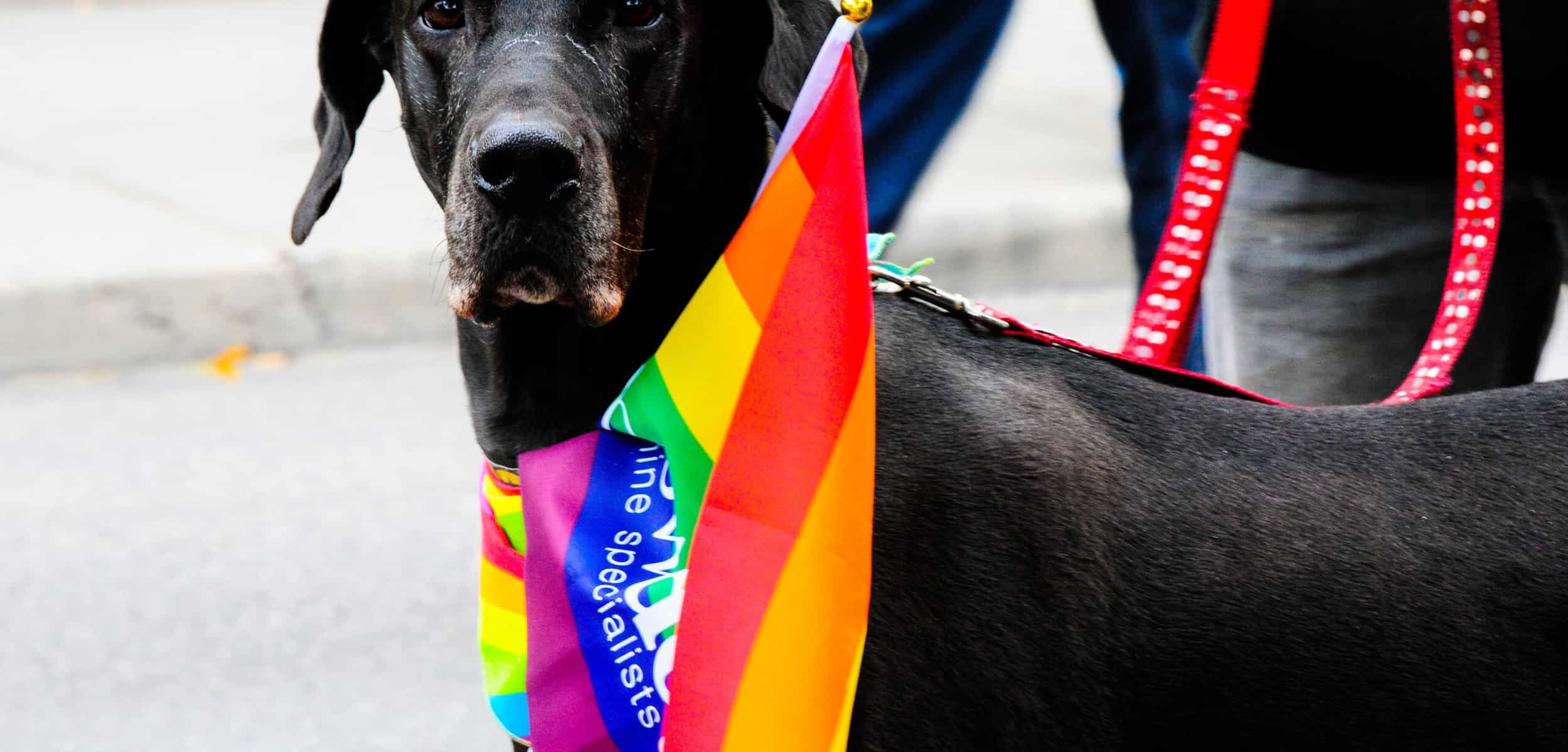 dog with pride flag