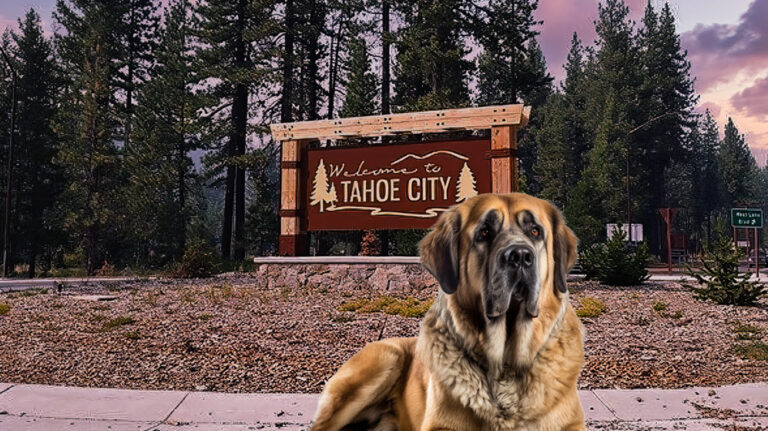 Tahoe City Sign and Dog