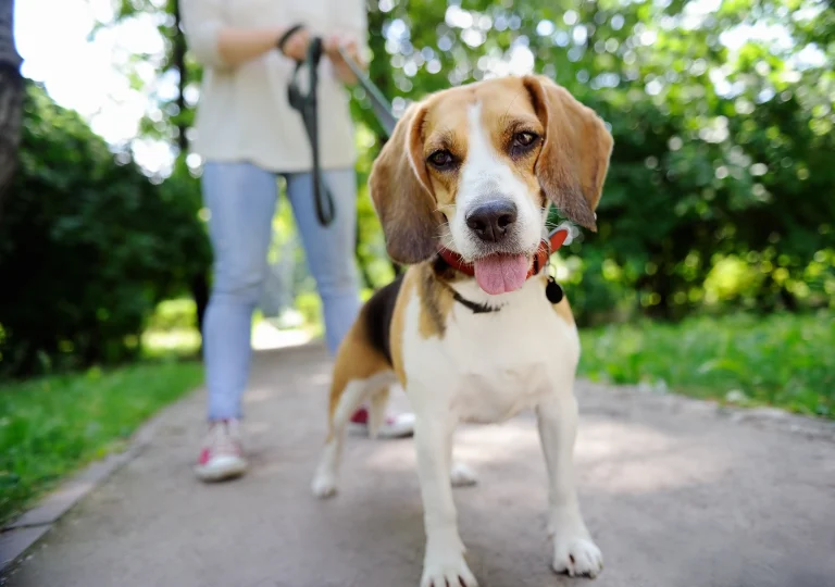 Rocky Hill Trail, a dog-friendly hiking trail in Vacaville, California